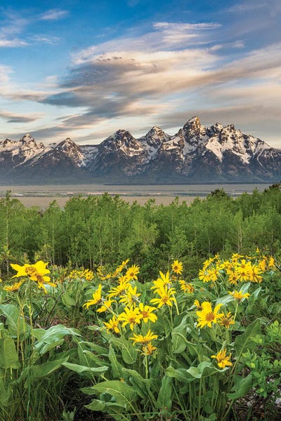 Layered Landscapes: USA, Wyoming. Arrowleaf Balsamroot Wildflowers And Aspen Trees, Grand Teton National Park. by Howie Garber