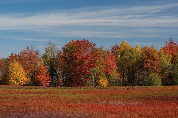 Maine: USA, Maine. Colorful Fall Foliage And Blueberry Farm Near Cherryfield. by Howie Garber