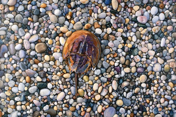 Horseshoe Crab On The Rocks