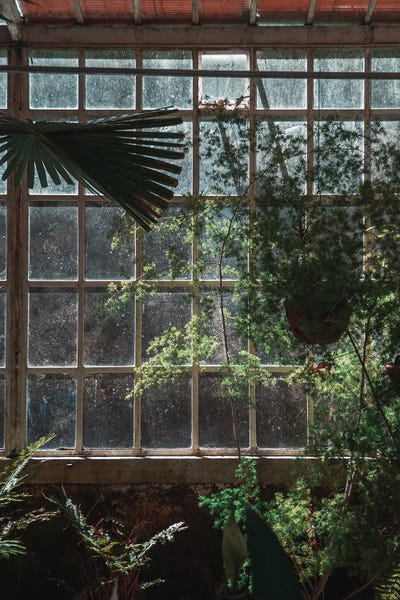 Tropical Leaves: The Tropical Glasshouse by Sebastian Hilgetag