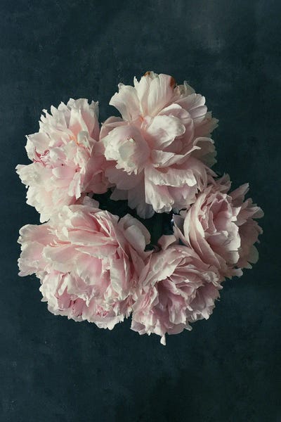 Peonies: White Blossoms by Sebastian Hilgetag