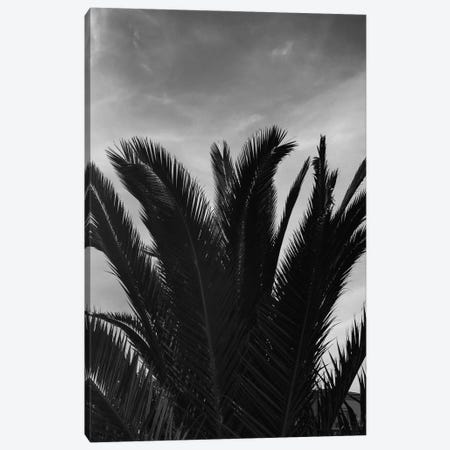 Black & White Palm Leaves Canvas Print #HGT119} by Sebastian Hilgetag Canvas Artwork