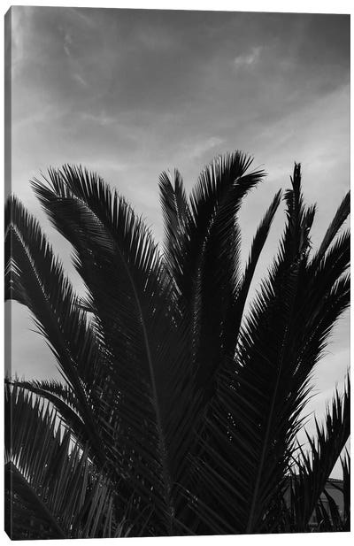 Black & White Palm Leaves Canvas Art Print - Gray Art
