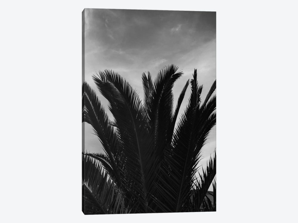 Black & White Palm Leaves by Sebastian Hilgetag 1-piece Art Print