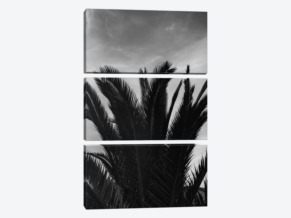 Black & White Palm Leaves by Sebastian Hilgetag 3-piece Canvas Art Print