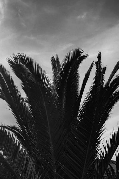 Black & White Florals: Black & White Palm Leaves by Sebastian Hilgetag