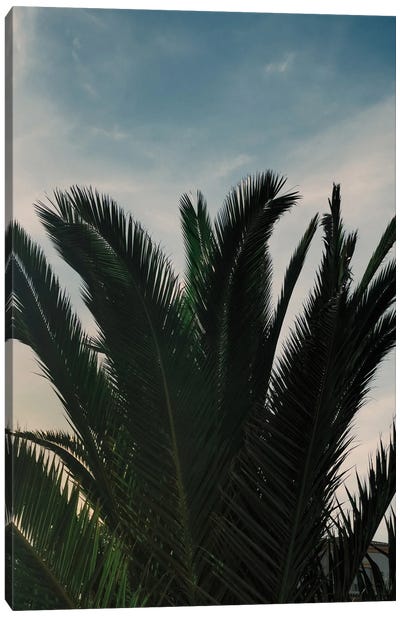 Soft Palms Canvas Art Print - Sebastian Hilgetag