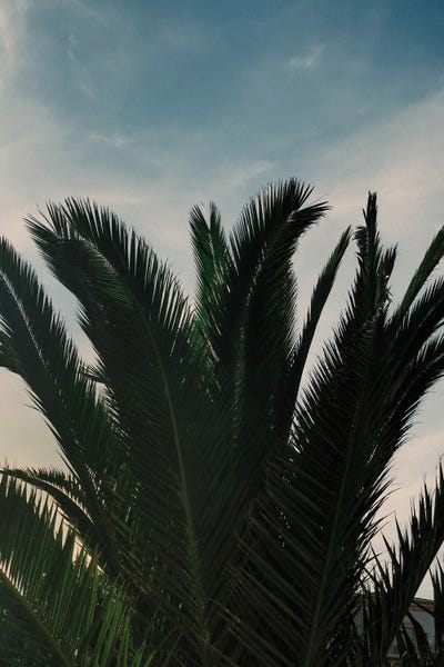Fine Art Print: Soft Palms by Sebastian Hilgetag