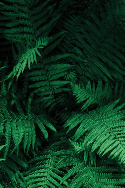 Ferns: Farns by Sebastian Hilgetag