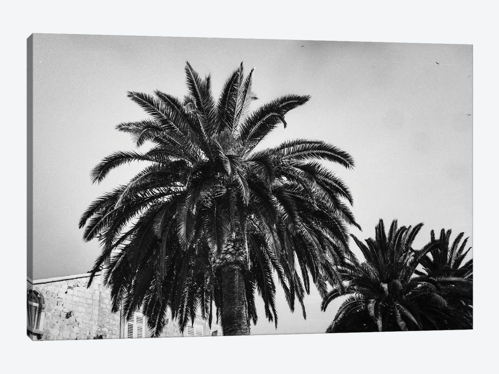 Black And White Palms by Sebastian Hilgetag 1-piece Canvas Wall Art