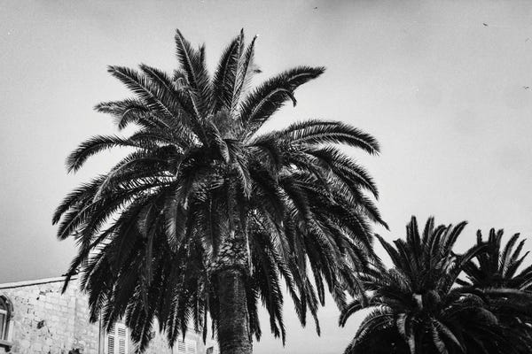 Black & White Florals: Black And White Palms by Sebastian Hilgetag