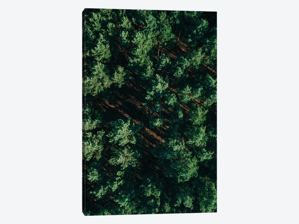 Pattern Forest by Sebastian Hilgetag 1-piece Canvas Art Print