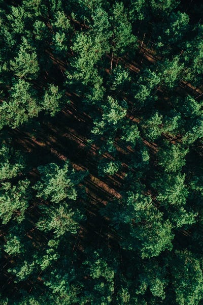Aerial Photography: Pattern Forest by Sebastian Hilgetag
