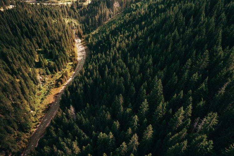 Road Through The Trees