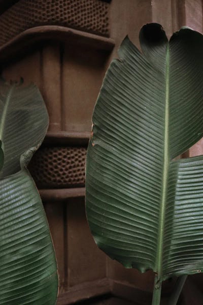 Birds Of Paradise: Botanical - Leaves In Barcelona by Sebastian Hilgetag