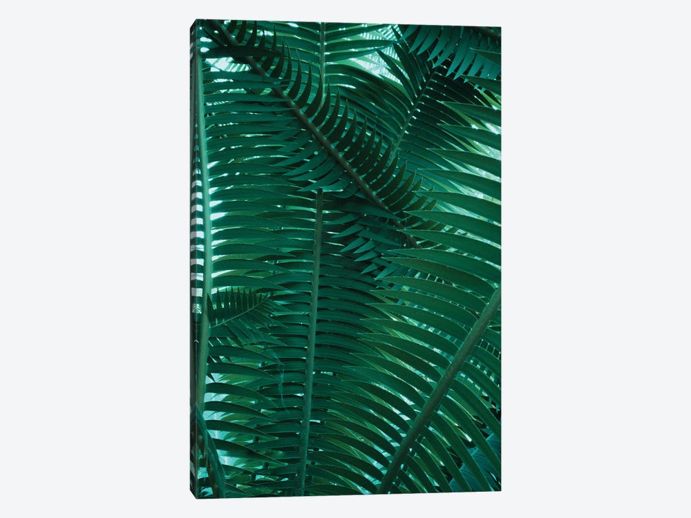 Botanical - Plant Structures by Sebastian Hilgetag 1-piece Canvas Wall Art