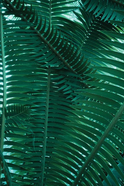 Ferns: Botanical - Plant Structures by Sebastian Hilgetag
