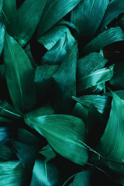 Botanical - Plant Texture II by Sebastian Hilgetag canvas print