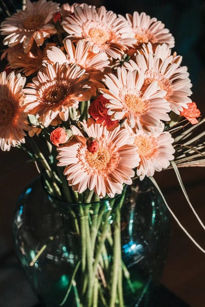 Daisies: Blossoms In The Sun by Sebastian Hilgetag