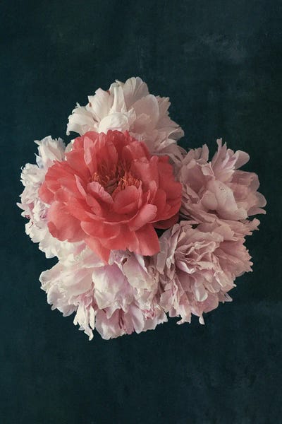 Peonies: Floral - Decorative Blossoms In A Bouquet Of Flowers by Sebastian Hilgetag