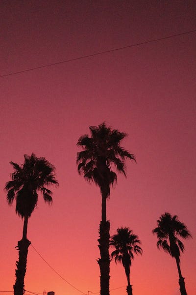 Palm Group by Sebastian Hilgetag canvas print