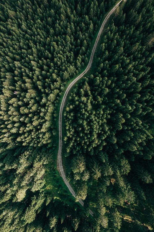 Street Through The Forest II