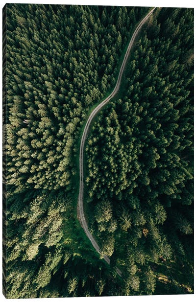 Street Through The Forest II Canvas Art Print - Sebastian Hilgetag
