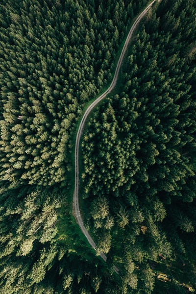 Sebastian Hilgetag: Street Through The Forest II by Sebastian Hilgetag