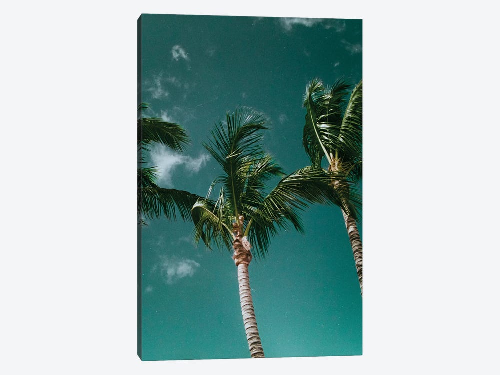 Tropical - Palms by Sebastian Hilgetag 1-piece Canvas Art