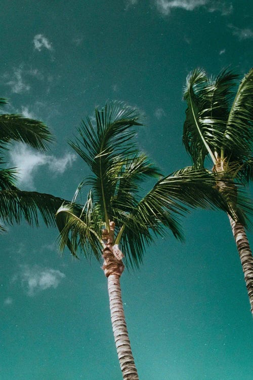 Tropical - Palms