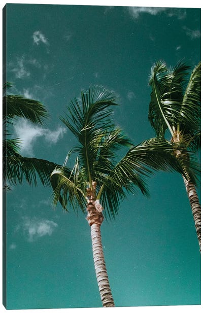 Tropical - Palms Canvas Art Print - Sebastian Hilgetag