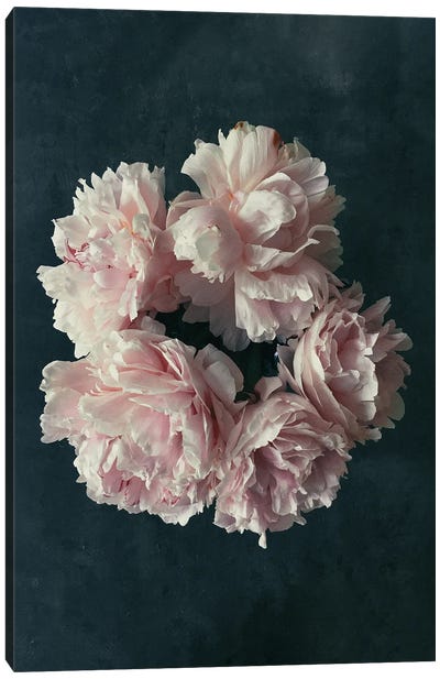 White Blossoms II Canvas Art Print - Sebastian Hilgetag