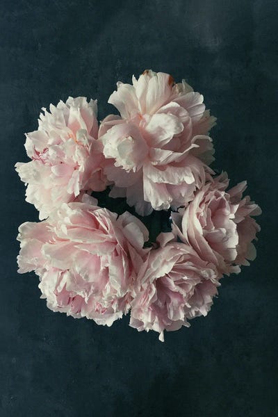 Peonies: White Blossoms II by Sebastian Hilgetag