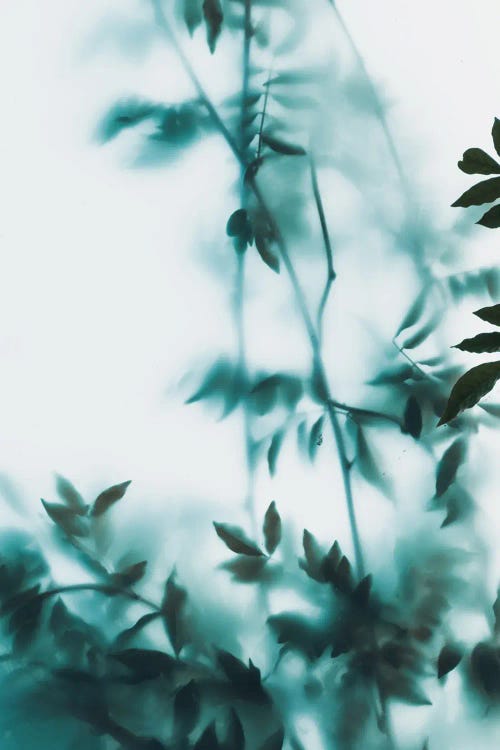 Blue Leaves On Frosted Glass