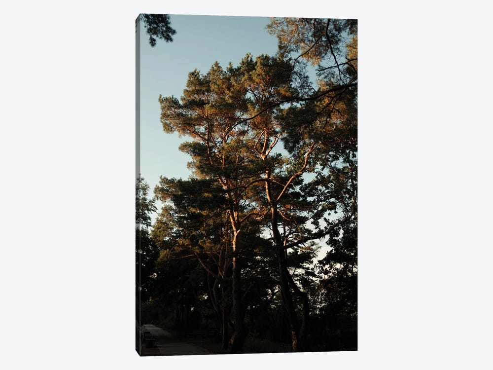 Trees And Warm Light by Sebastian Hilgetag 1-piece Canvas Artwork