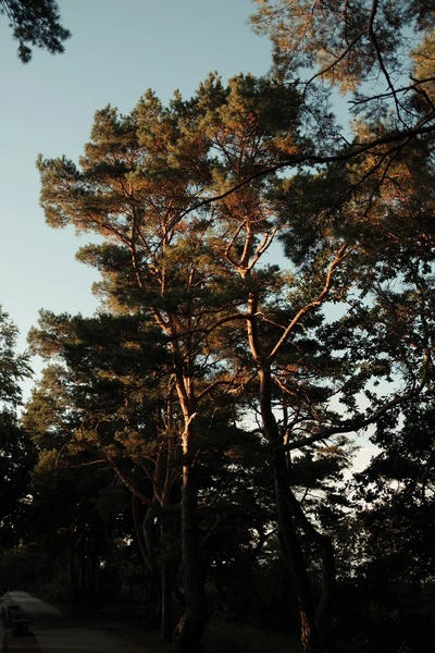 Sebastian Hilgetag: Trees And Warm Light by Sebastian Hilgetag