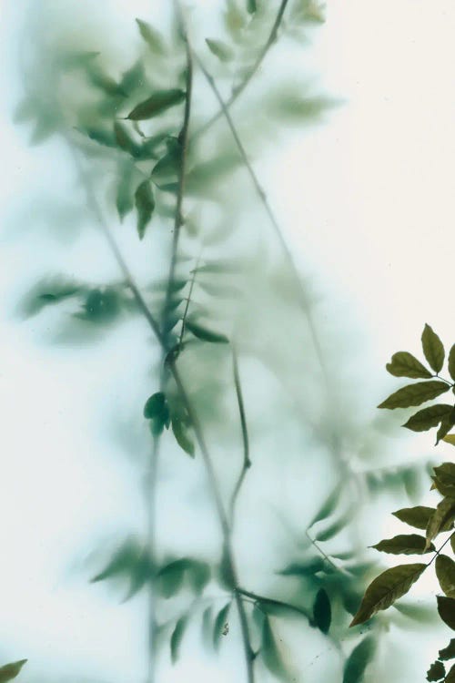 Leaves And Frosted Glass