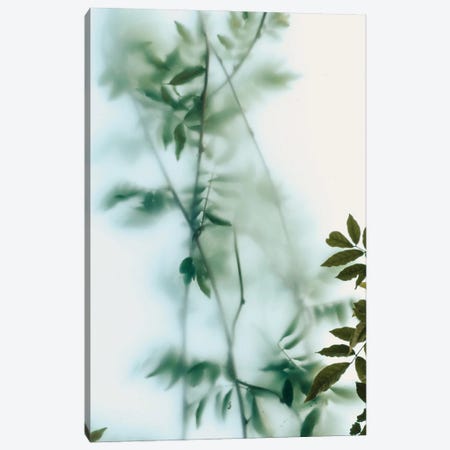 Leaves And Frosted Glass Canvas Print #HGT246} by Sebastian Hilgetag Canvas Print