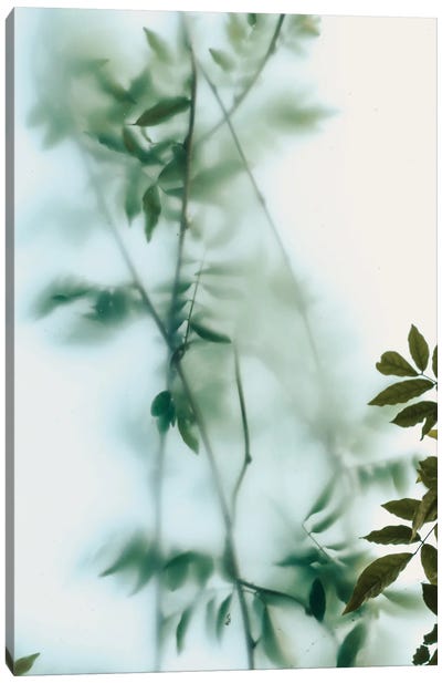Leaves And Frosted Glass Canvas Art Print - Sebastian Hilgetag