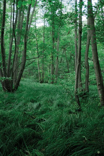 Green Nature