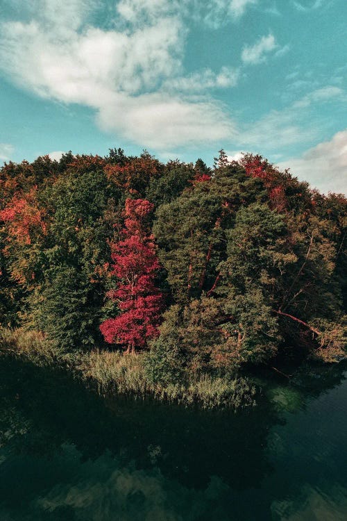 Colorful Forest