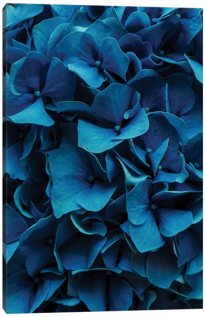 Blue Blossoms Canvas Art Print - Monochromatic Photography