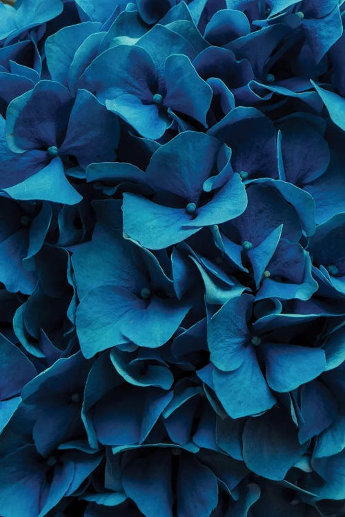 Blue Blossoms by Sebastian Hilgetag wall art