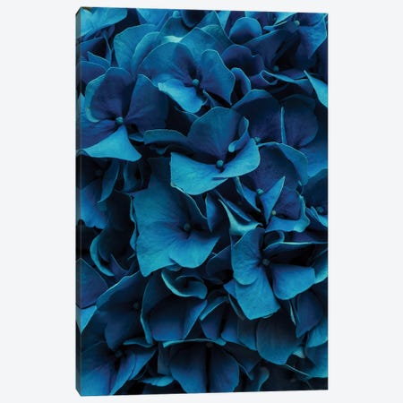 Blue Blossoms Canvas Print #HGT262} by Sebastian Hilgetag Canvas Artwork