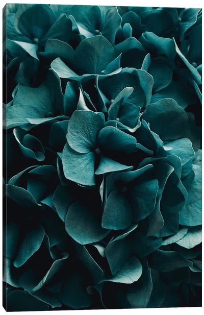 Cold Blossoms Canvas Art Print - Monochromatic Photography
