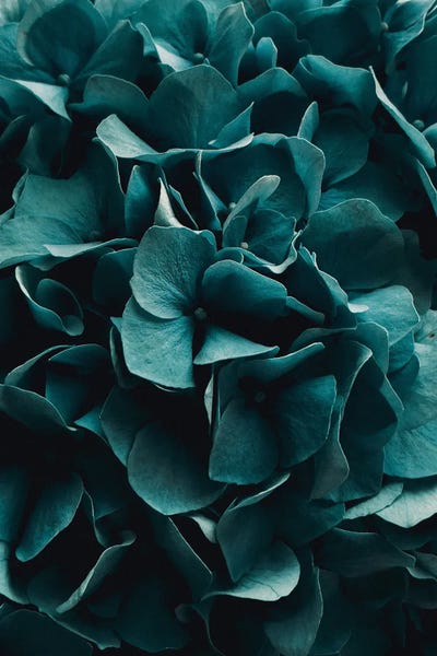 Cold Blossoms