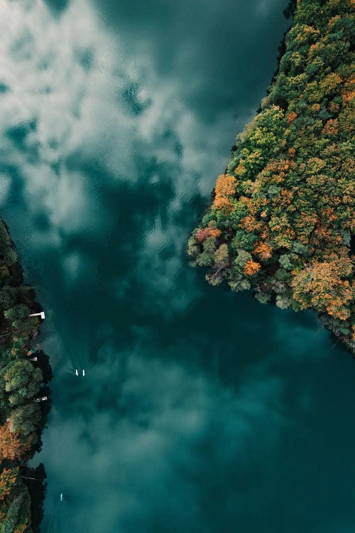 Forest And Water