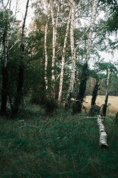 Sebastian Hilgetag: Forest Scene by Sebastian Hilgetag