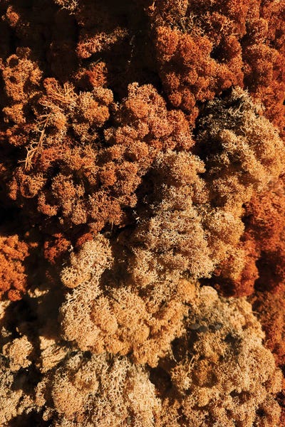 Monochromatic Photography: Abstract Plant Textures by Sebastian Hilgetag