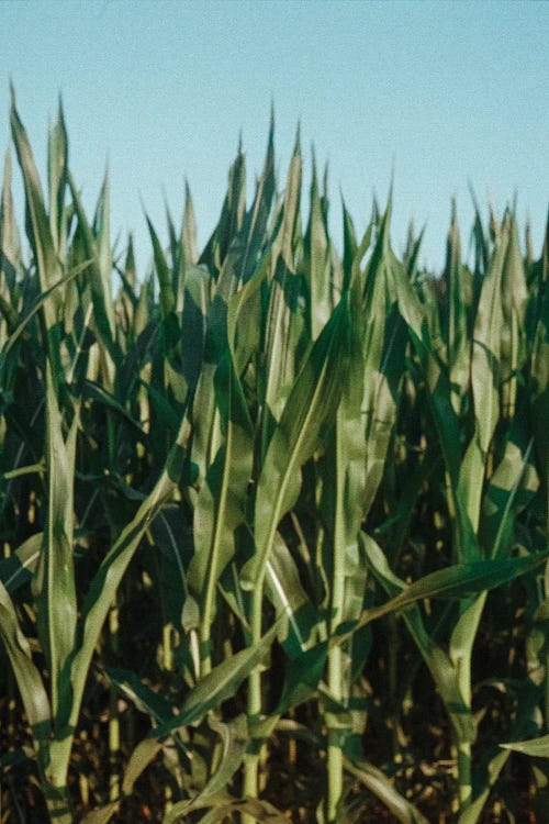 Analog Series - Corn Fields